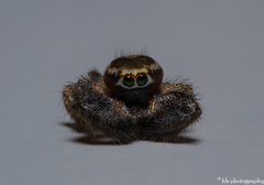 Thyene imperialis