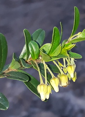 Diospyros glabra