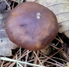 Armillaria sinapina