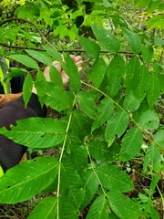 Fraxinus nigra