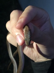 Boaedon fuliginosus