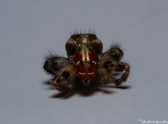 Thyene imperialis