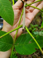 Fraxinus nigra