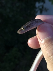 Boaedon fuliginosus