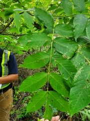 Fraxinus nigra