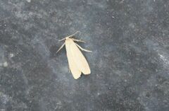 Eilema depressa
