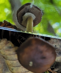 Armillaria sinapina