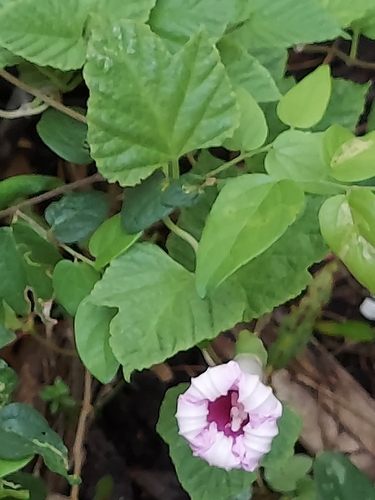 Image of Ipomoea macrorhiza by (c) Athena Philips, some rights reserved (CC BY)