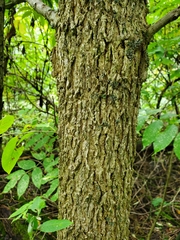 Fraxinus nigra