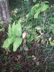Polygonatum