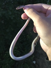 Boaedon fuliginosus
