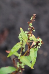 Rumex conglomeratus