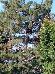 Ursus americanus