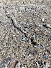 Pituophis catenifer deserticola