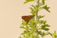 Copaeodes aurantiaca