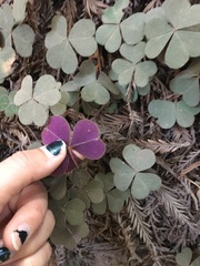 Oxalis oregana