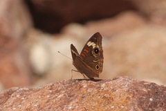 Junonia grisea