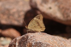 Junonia grisea