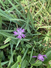 Centaurea nigrescens