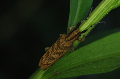 Saperda obliqua