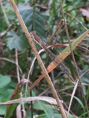 Sympecma fusca