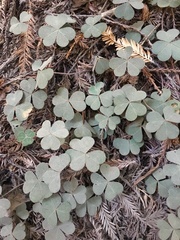 Oxalis oregana