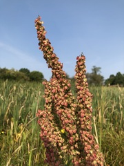 Rumex britannica