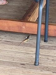 Trachylepis margaritifera