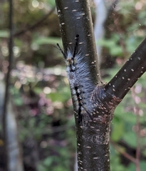 Dasychira vagans