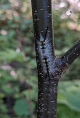 Dasychira vagans