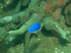 Pomacentrus caeruleus