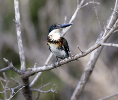 Chloroceryle americana