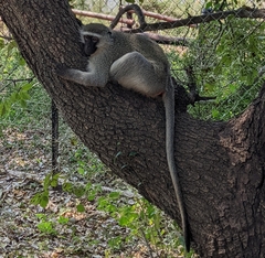 Chlorocebus pygerythrus pygerythrus