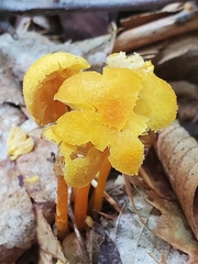Gloioxanthomyces nitidus