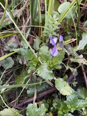 Viola tricolor
