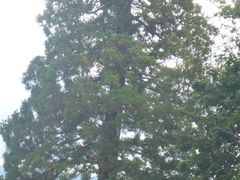 Sequoiadendron giganteum