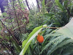 Prosartes smithii