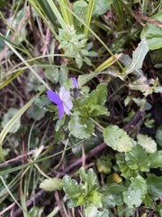 Viola tricolor