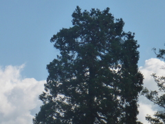 Sequoiadendron giganteum