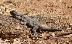 Acanthocercus atricollis