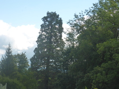 Sequoiadendron giganteum