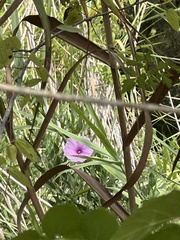 Ipomoea sagittata