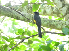Trogon melanocephalus