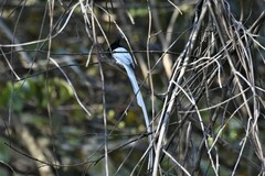 Terpsiphone paradisi