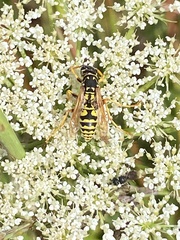 Polistes dominula