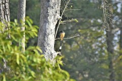 Dendrocitta vagabunda