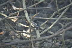 Rhipidura albogularis