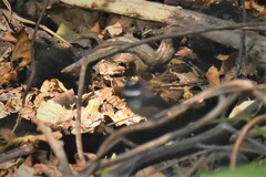 Rhipidura albogularis