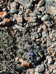 Eritrichium argenteum