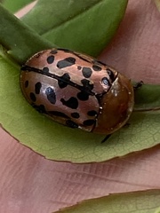 Conchyloctenia punctata